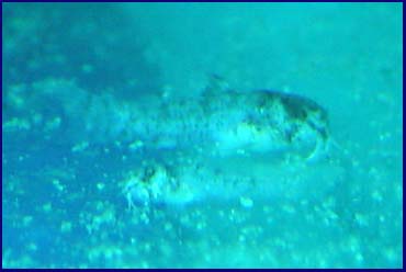 www.israquarium.co.il